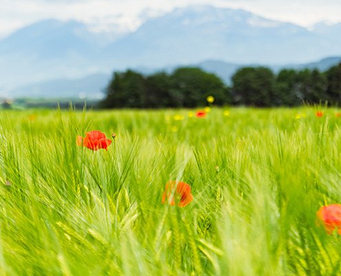 Ein Feld mit hohem, grünem Gras, auf dem vereinzelt roter Mohn blüht, vor einem Hintergrund aus dunkelgrünen Bäumen und fernen Bergen mit schneebedeckten Gipfeln unter einem wolkenverhangenen Himmel.