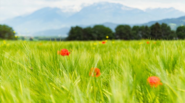 Ein Feld mit hohem, grünem Gras, auf dem vereinzelt roter Mohn blüht, vor einem Hintergrund aus dunkelgrünen Bäumen und fernen Bergen mit schneebedeckten Gipfeln unter einem wolkenverhangenen Himmel. Ein Feld mit hohem, grünem Gras, auf dem vereinzelt roter Mohn blüht, vor einem Hintergrund aus dunkelgrünen Bäumen und fernen Bergen mit schneebedeckten Gipfeln unter einem wolkenverhangenen Himmel.
