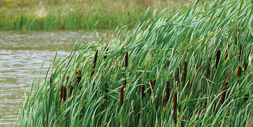 Hohes grünes Schilf mit braunen Rohrkolben wächst dicht am Rande eines Gewässers und biegt sich sanft im Wind. Das Wasser scheint ruhig zu sein, und im Hintergrund ist weiteres Schilf zu sehen.