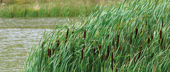Hohes grünes Schilf mit braunen Rohrkolben wächst dicht am Rande eines Gewässers und biegt sich sanft im Wind. Das Wasser scheint ruhig zu sein, und im Hintergrund ist weiteres Schilf zu sehen.